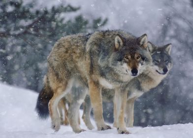 Wolves in the snow