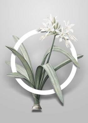 Pancratium Illyricum Art