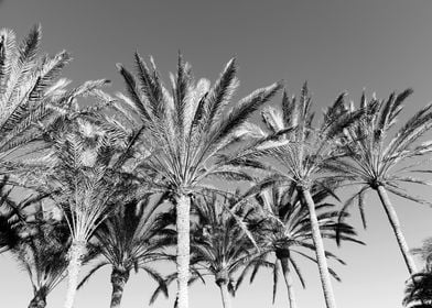 Oriental Palm Trees 2