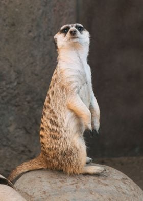 Meerkat