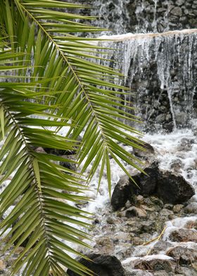 Palms meet Waterfall 1