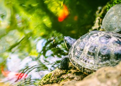 TURTLE IN THE POOL