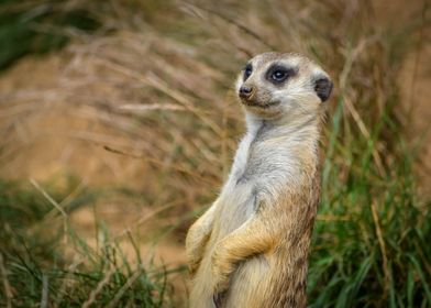 suricate