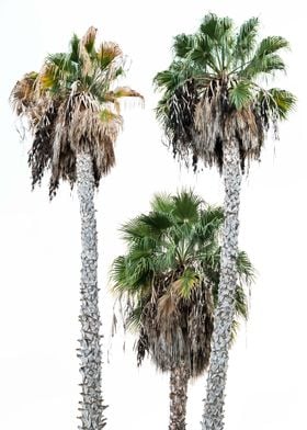 Palm Trees 3