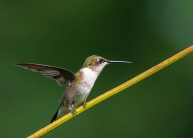 Ruby Throated Hummingbird