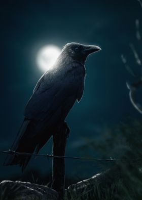 raven crow in moon light