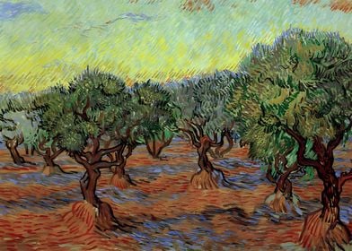 Olive Grove Van Gogh