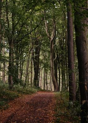 Autumn Woodland Walk