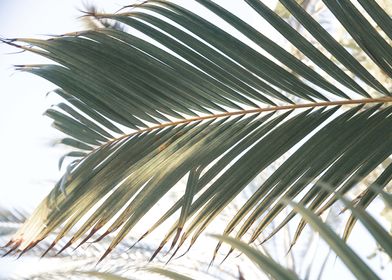 Sun Kissed Palm Leaf 1