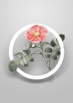 Japanese Rose Flower Art