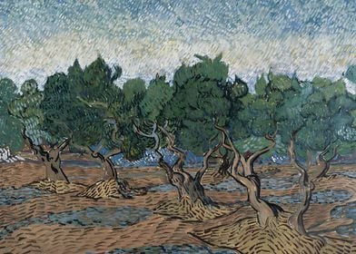 Olive grove Van Gogh