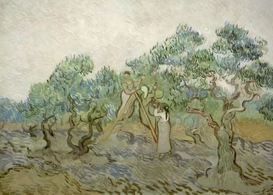 Olive Grove Van Gogh