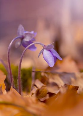 Spring purple flowers