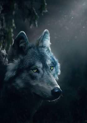 wolf at night 