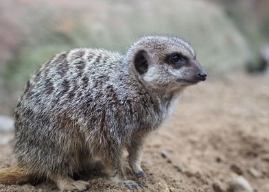 Meerkat suricate