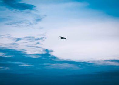 Sea gull crossing the sky