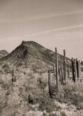 great desert