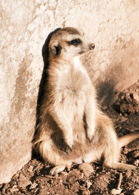 suricate