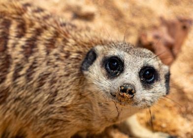 Meerkat suricate