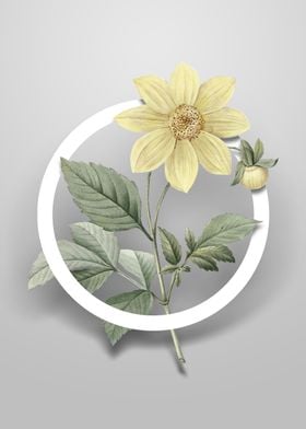 Dahlia Simplex Flower Art