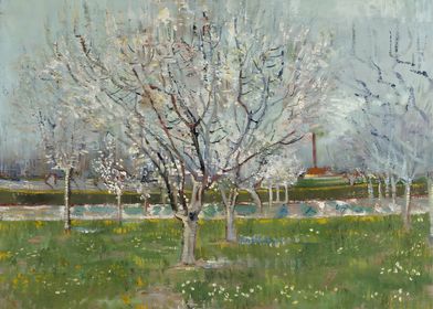 Orchard in Blossom