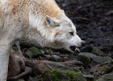 Loup noir du canada