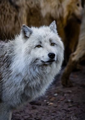 loup arctique