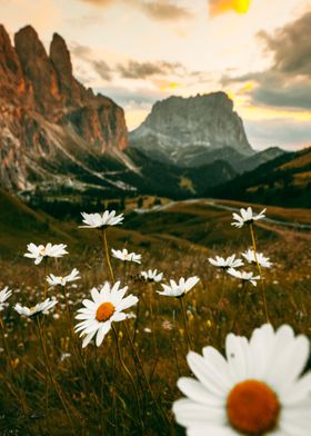 FLOWER PARK AND MOUNTAIN