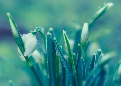 Frozen snowdrops