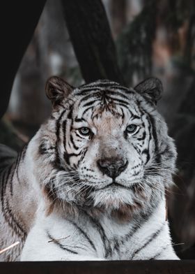 Tigre blanc