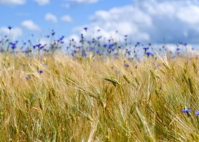 Cornfield and  Cornflowers