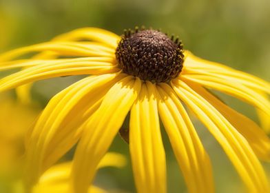 Yellow flower