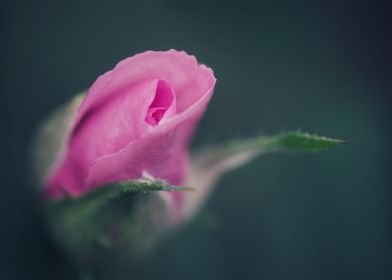 Pink rose