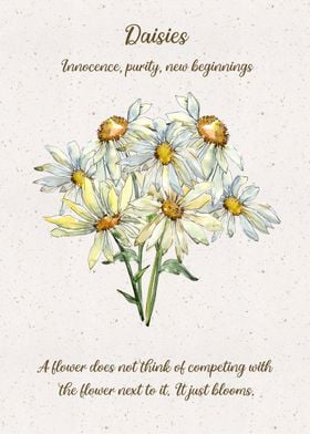 Daisy Flower Language