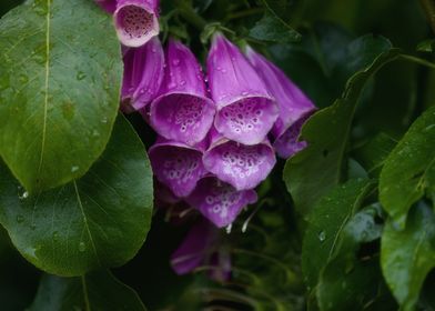 Purple foxglove