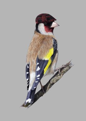 European goldfinch