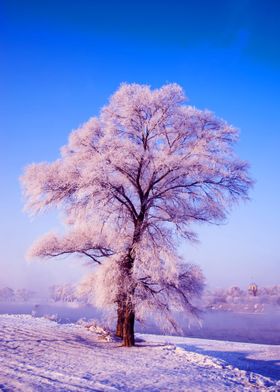 TREES IN SNOW