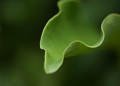 Magnolia leaf