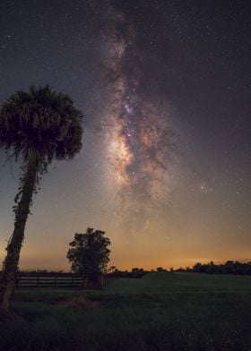 Milky Way And Palm Tree