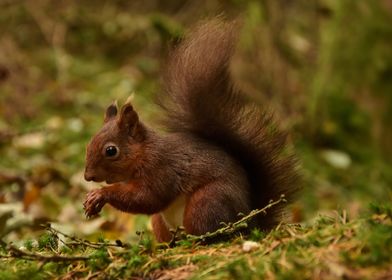 Red squirrel in the woods