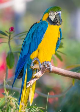 Amazing Macaw Posing