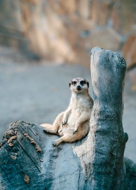 Meerkat