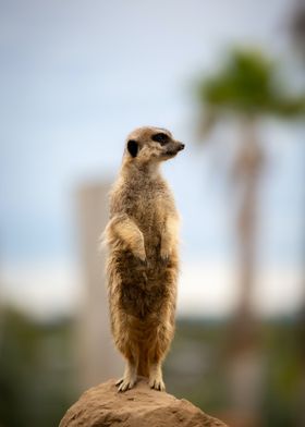 Meerkat