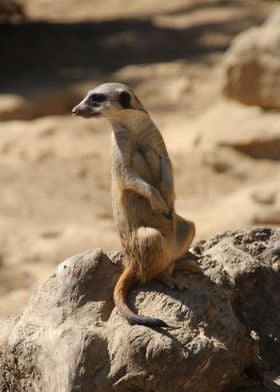 Meerkat