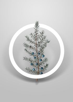 Common Juniper Flower Art