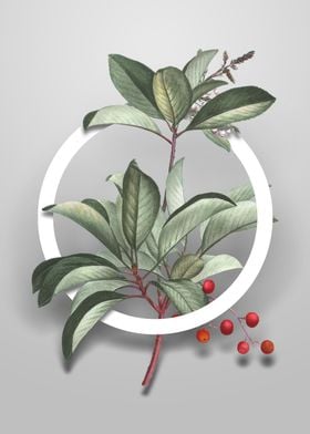 Greek Strawberry Tree Art