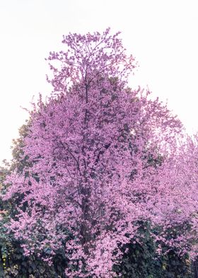 Pink almond tree blossoms 