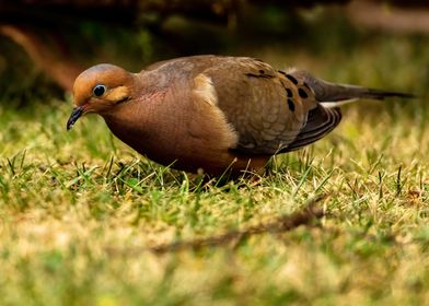 Mourning Dove Portrait