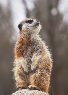 Meerkat