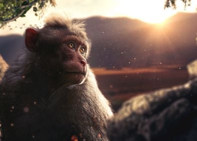 monkey in sunset savana